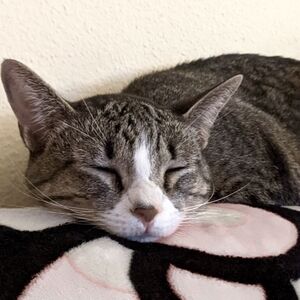 Meet your Posher, Jordan